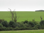 SX08086 Barren tree trunk in field.jpg